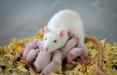 تولید سلول های بنیادی از تخمک های موش های پیر,اخبار پزشکی,خبرهای پزشکی,تازه های پزشکی