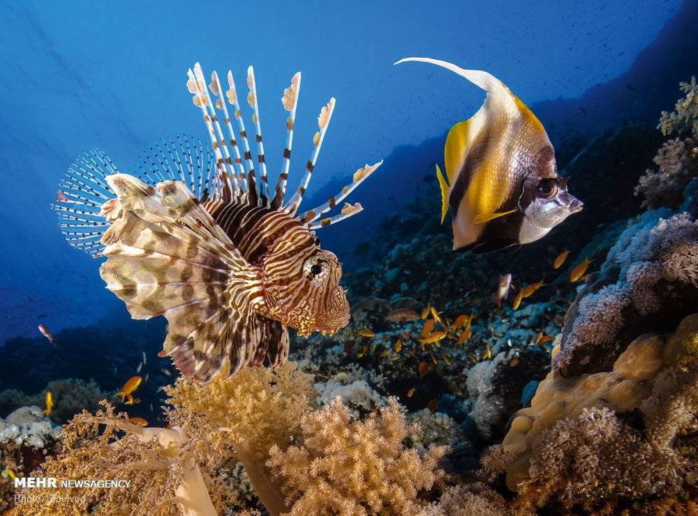 تصاویردنیای زیر آب‎,تصاویر موجودات ساکن اعماق اقیانوس ها,عکس های زیبا ازاعماق اقیانوس ها