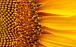 استفاده از گل آفتابگردان برای جایگزینی پنل خورشیدی,اخبار علمی,خبرهای علمی,اختراعات و پژوهش