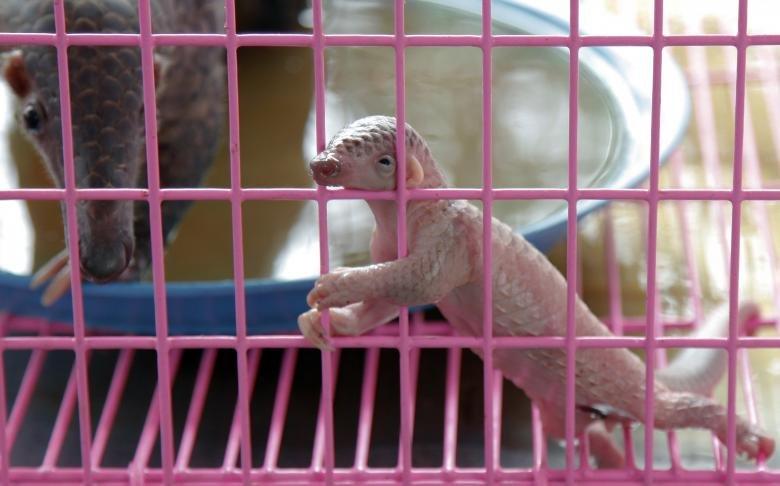 تصاویر عجیب‌ترین قاچاق‌های حیوانات در دنیا,تصاویر نحوه نقل و انتقال عجیب حیوانات,تصاویر قاچاق حیوانات