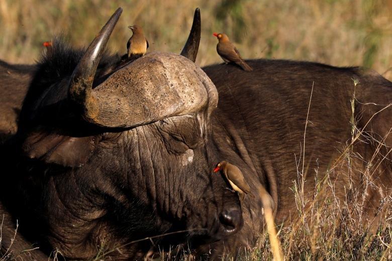 تصاویر حیات وحش کنیا,عکسهای پارک ملی نایروبی,عکس های حیات وحش کنیا