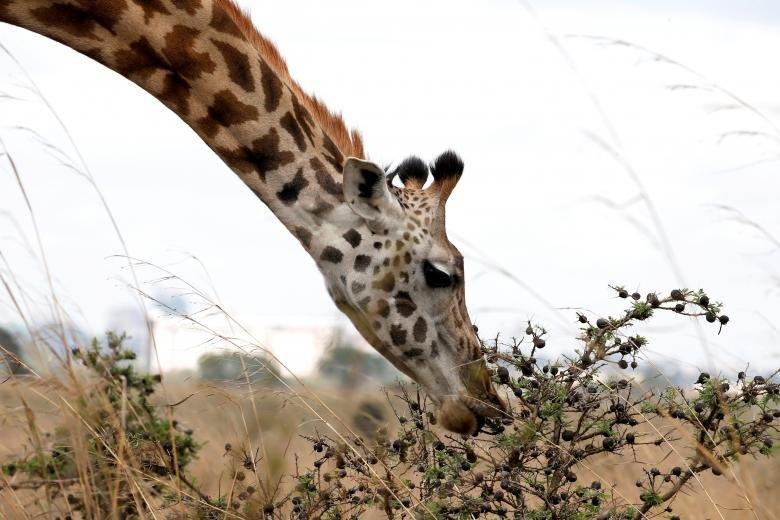 تصاویر حیات وحش کنیا,عکسهای پارک ملی نایروبی,عکس های حیات وحش کنیا