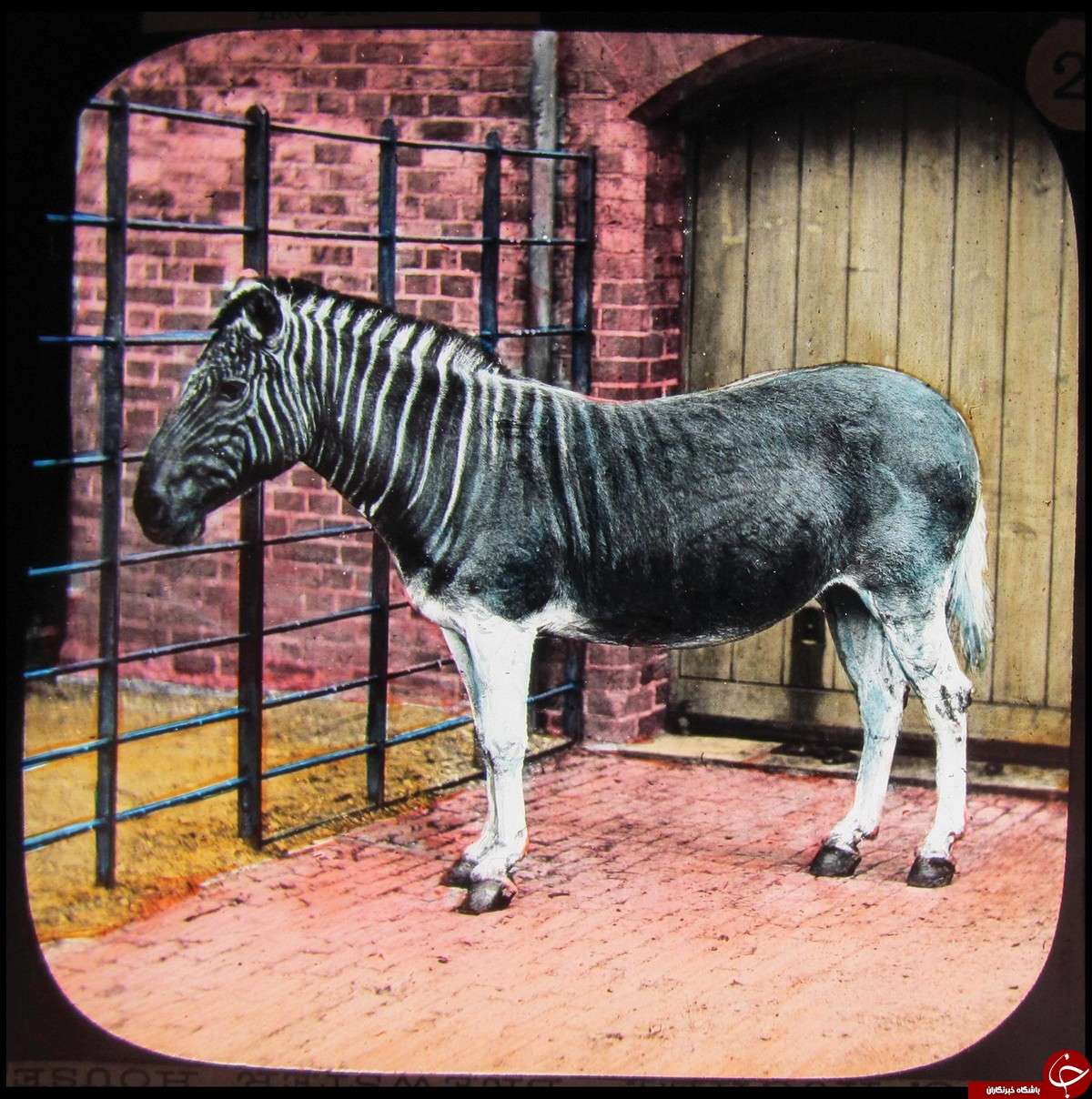 عکس از باغ‌وحش لندن,تصاویر رنگی از باغ‌وحش لندن,تصاویر رنگی باغ‌وحش لندن در یک و نیم قرن گذشته
