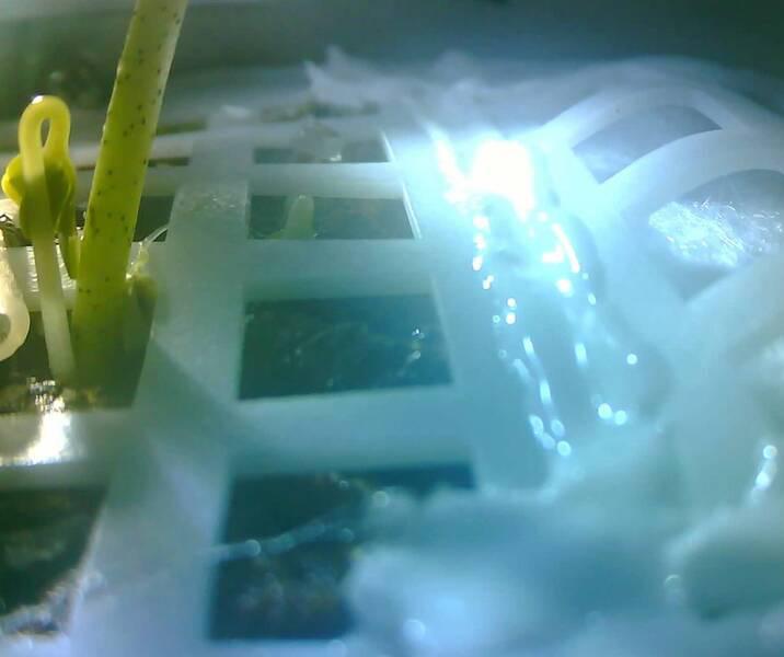 جوانه زدن گیاه در ماه,اخبار علمی,خبرهای علمی,نجوم و فضا