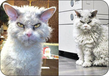 عصبانی ترین گربه دنیا,اخبار جالب,خبرهای جالب,خواندنی ها و دیدنی ها