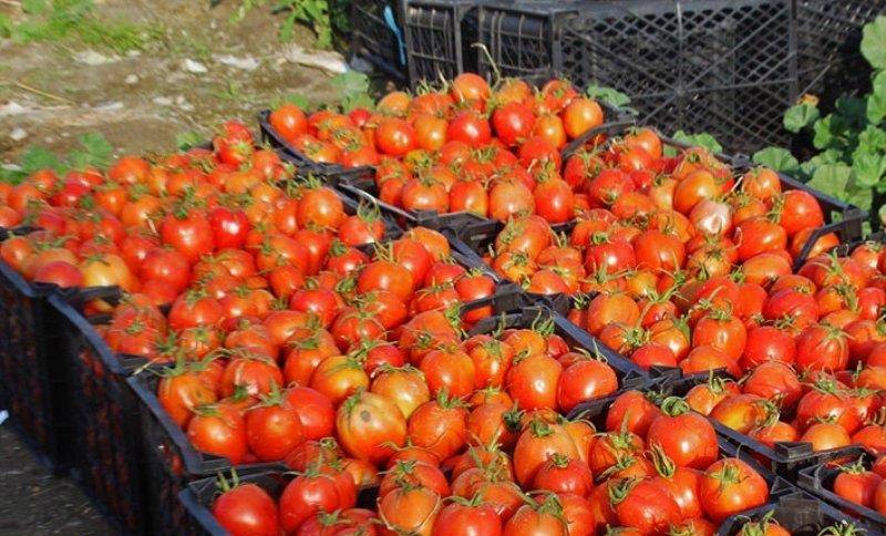 صادرات گوجه فرنگی,اخبار اقتصادی,خبرهای اقتصادی,کشت و دام و صنعت