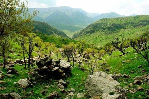 سونامي واگذاري فلهای جنگلهاي زاگرس