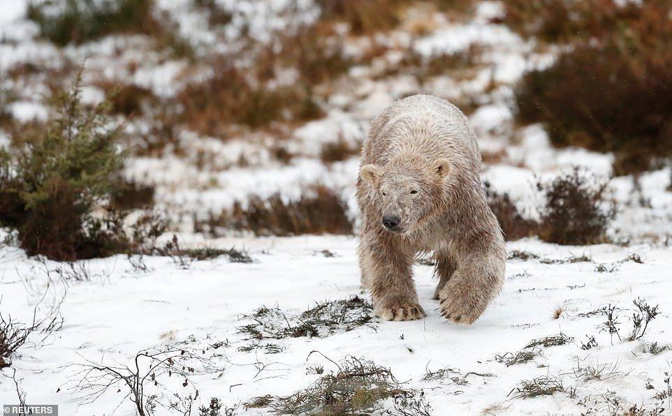 عکس خرس قطبی،تصاویرخرس قطبی,عکس خرس قطبی درحیات وحش هایلند