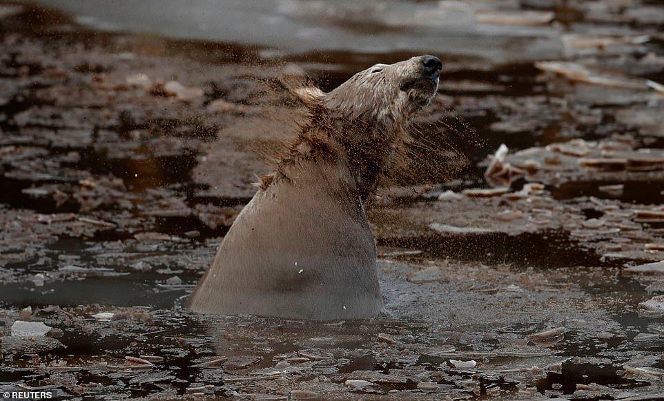 عکس خرس قطبی،تصاویرخرس قطبی,عکس خرس قطبی درحیات وحش هایلند