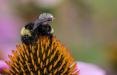 زنبور عسل,اخبار علمی,خبرهای علمی,طبیعت و محیط زیست