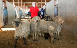 تصاویر واردات گوسفند رومانی,عکس های واردات دام زنده,عکسهای واردات گوشت قرمز