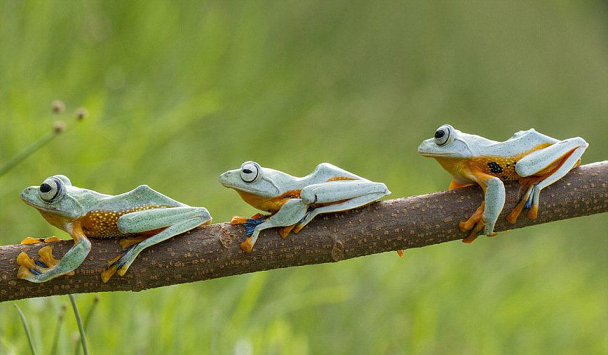 قورباغه,اخبار علمی,خبرهای علمی,اختراعات و پژوهش