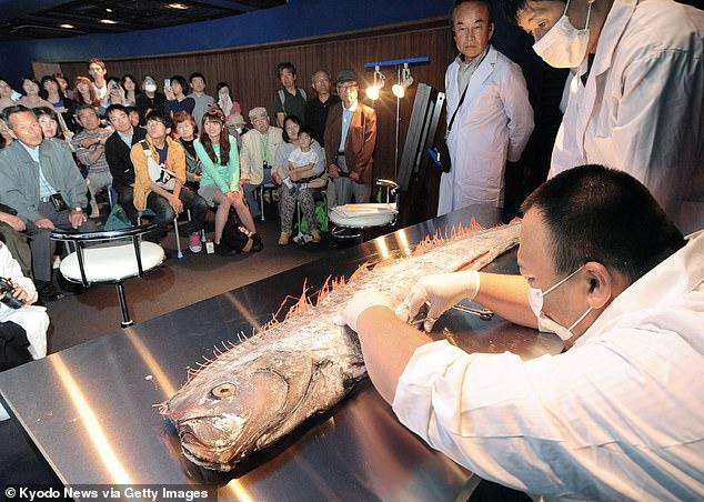 ماهی های مرموز در سواحل ژاپن,اخبار علمی,خبرهای علمی,طبیعت و محیط زیست