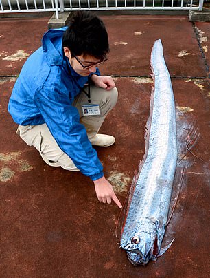 ماهی های مرموز در سواحل ژاپن,اخبار علمی,خبرهای علمی,طبیعت و محیط زیست