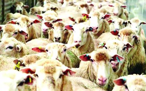گوسفند زنده,اخبار اقتصادی,خبرهای اقتصادی,کشت و دام و صنعت