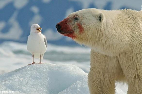 خرس قطبی و مرغ دریایی,اخبار جالب,خبرهای جالب,خواندنی ها و دیدنی ها