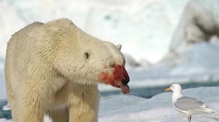 خرس قطبی و مرغ دریایی,اخبار جالب,خبرهای جالب,خواندنی ها و دیدنی ها