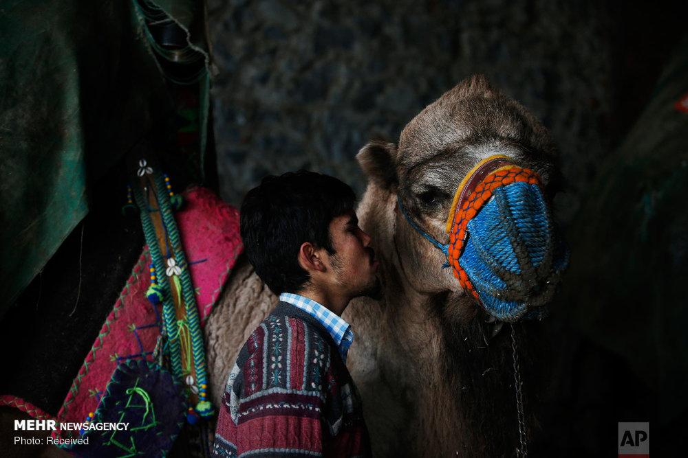 عکس مبارزه شترها در سلکوک ترکیه,تصاویرمبارزه شترها در سلکوک ترکیه,عکس مبارزه شترها