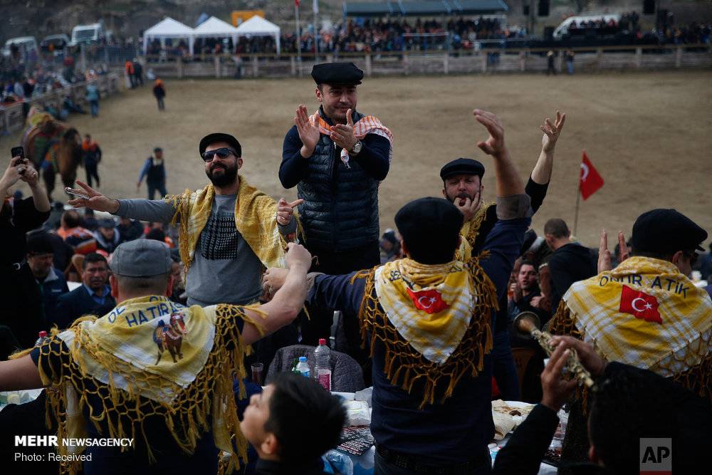 عکس مبارزه شترها در سلکوک ترکیه,تصاویرمبارزه شترها در سلکوک ترکیه,عکس مبارزه شترها