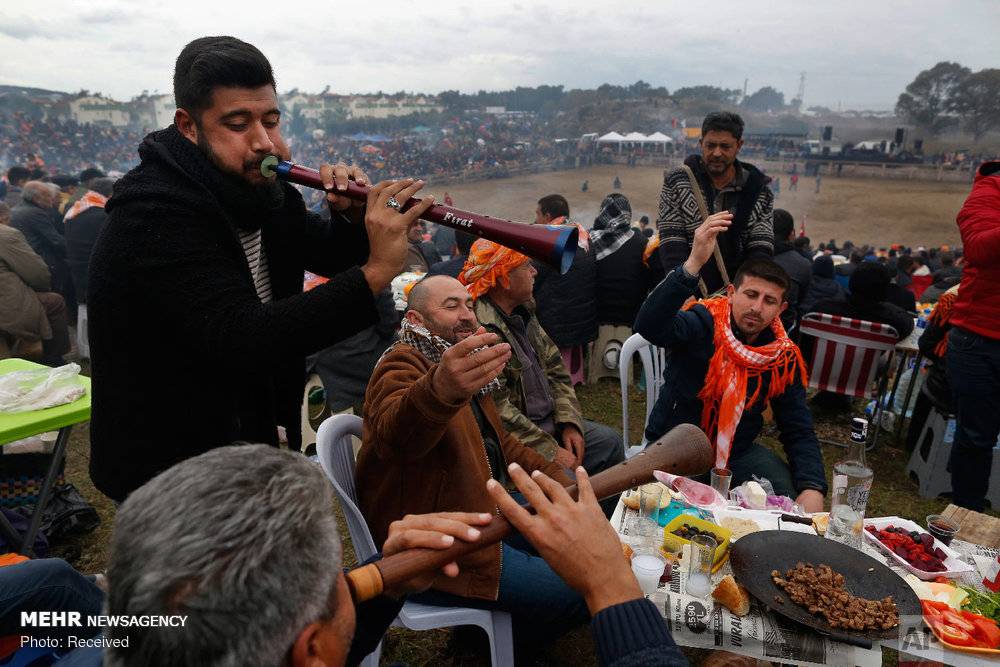عکس مبارزه شترها در سلکوک ترکیه,تصاویرمبارزه شترها در سلکوک ترکیه,عکس مبارزه شترها