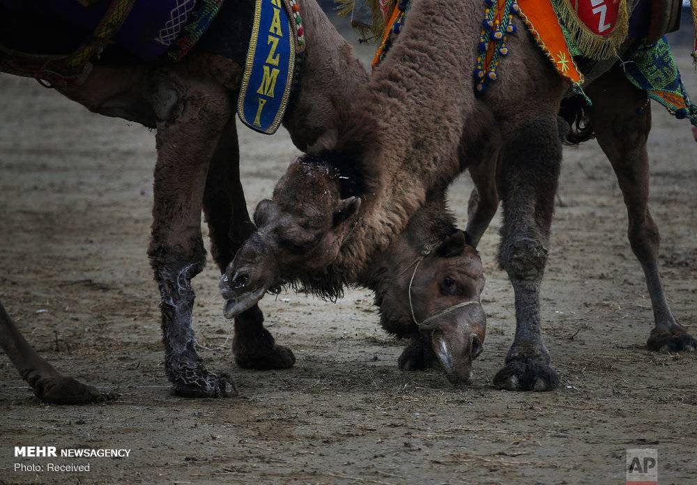 عکس مبارزه شترها در سلکوک ترکیه,تصاویرمبارزه شترها در سلکوک ترکیه,عکس مبارزه شترها