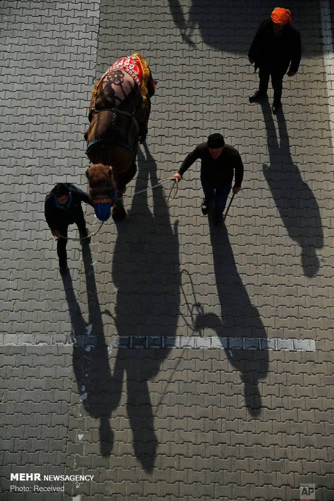 عکس مبارزه شترها در سلکوک ترکیه,تصاویرمبارزه شترها در سلکوک ترکیه,عکس مبارزه شترها