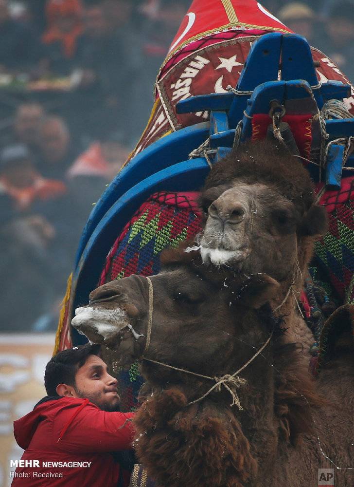عکس مبارزه شترها در سلکوک ترکیه,تصاویرمبارزه شترها در سلکوک ترکیه,عکس مبارزه شترها