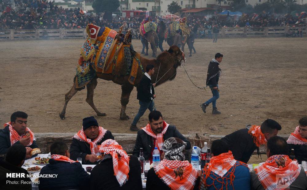 عکس مبارزه شترها در سلکوک ترکیه,تصاویرمبارزه شترها در سلکوک ترکیه,عکس مبارزه شترها