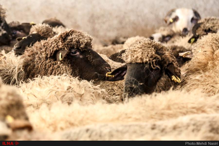 تصاویر واردات گوسفند رومانی,عکس های واردات دام زنده,عکسهای واردات گوشت قرمز