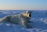 خرس قطبی,اخبار علمی,خبرهای علمی,طبیعت و محیط زیست