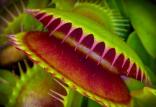 گیاهان شکارچی,اخبار علمی,خبرهای علمی,طبیعت و محیط زیست