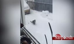 فیلم/ واکنش جالب گربه ای که برای اولین بار برف می‌بیند!