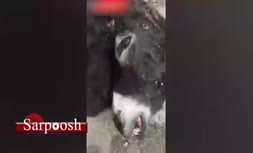 فیلم/ کشتار الاغ‌ها در استان اصفهان