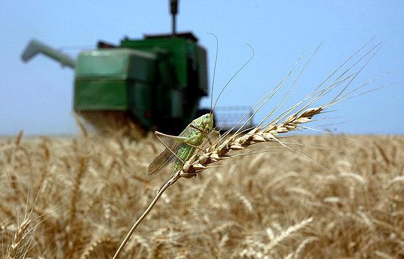 ملخ دریایی,اخبار اقتصادی,خبرهای اقتصادی,کشت و دام و صنعت