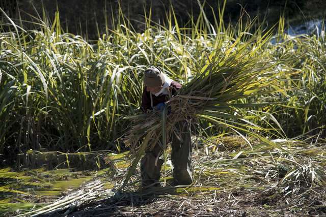 نی برهای هفت تپه نی برهای هفت تپه,اخبار اجتماعی,خبرهای اجتماعی,شهر و روستا