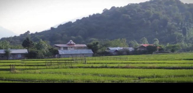 کشت برنج,اخبار اقتصادی,خبرهای اقتصادی,کشت و دام و صنعت