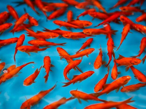 ماهی قرمز,اخبار علمی,خبرهای علمی,طبیعت و محیط زیست