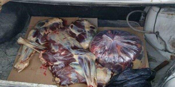 کشف محموله گوشت الاغ در شهرستان بندرعباس
