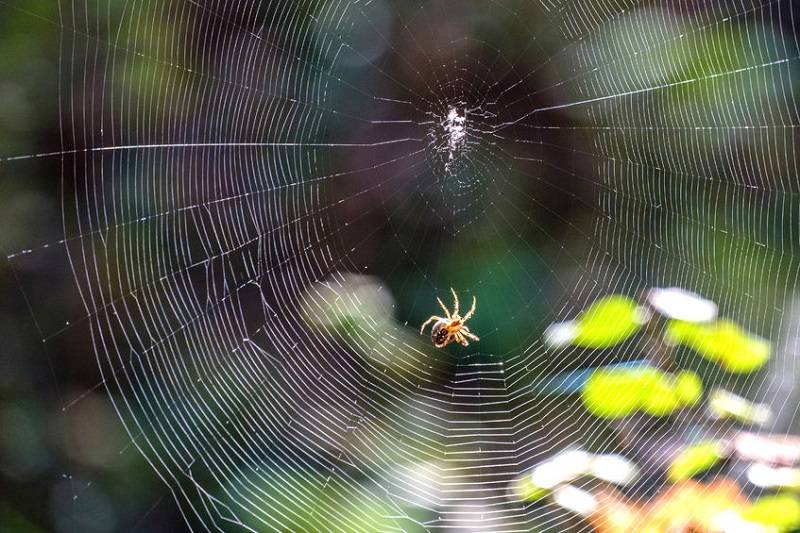 عنکبوت,اخبار علمی,خبرهای علمی,طبیعت و محیط زیست