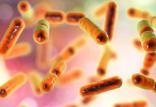 باکتری‌های روده,اخبار پزشکی,خبرهای پزشکی,تازه های پزشکی