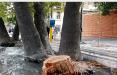 احیای درختان خیابان ولیعصر,اخبار اجتماعی,خبرهای اجتماعی,شهر و روستا