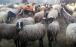 واردات گوسفند,اخبار اقتصادی,خبرهای اقتصادی,کشت و دام و صنعت