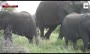ویدئو/ فیل صورتی نادر در جنگل