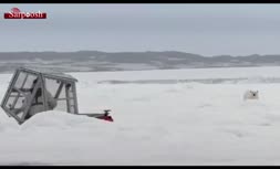 ویدئو/ حمله خرس قطبی به فیلمبردار