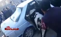 فیلم/ سرقت و جاسازی ماهرانه گاو داخل پژو!