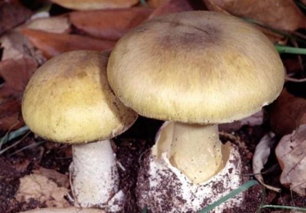 قارچ‌های سمی آمانیتا,اخبار پزشکی,خبرهای پزشکی,بهداشت