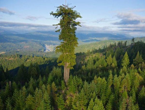 بلندترین درخت دنیا,اخبار علمی,خبرهای علمی,طبیعت و محیط زیست