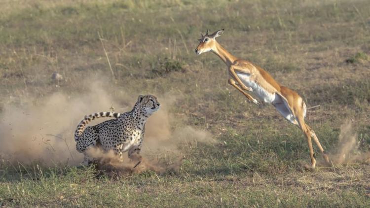 تصاویر شکار ناموفق یوزپلنگ در کنیا,عکس های شکار توسط یوزپلنگ در کنیا,تصاویری از پارک ملی ماسایی مارا کنیا