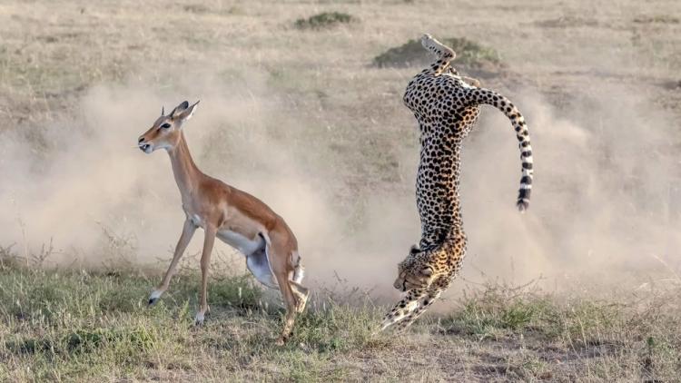 تصاویر شکار ناموفق یوزپلنگ در کنیا,عکس های شکار توسط یوزپلنگ در کنیا,تصاویری از پارک ملی ماسایی مارا کنیا