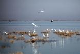 دریاچه نمک,اخبار اجتماعی,خبرهای اجتماعی,محیط زیست